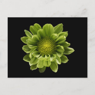 Cartão Postal Flores   Crisântemo Verde