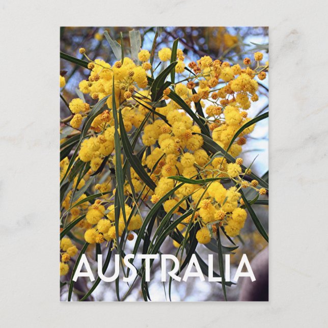 Cartão Postal Flores da árvore de acácia australiana amarela 2 (Frente)