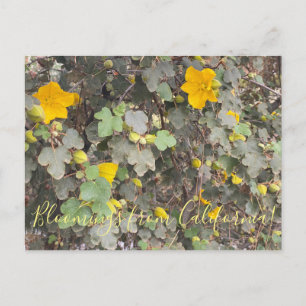 Cartão Postal Flores da Califórnia: Hollyleaf Cherry Postc
