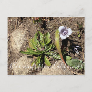 Cartão Postal Flores da Califórnia: Tulipa Estrela de Tolmie