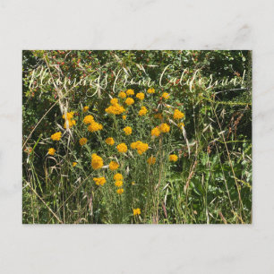 Cartão Postal Flores da Califórnia: Yarrow Dourado