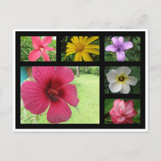 Cartão Postal Flores da Costa Rica