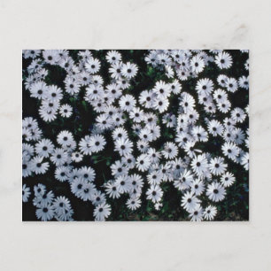 Cartão Postal Flores da Daisies Brancas de Olhos Negros