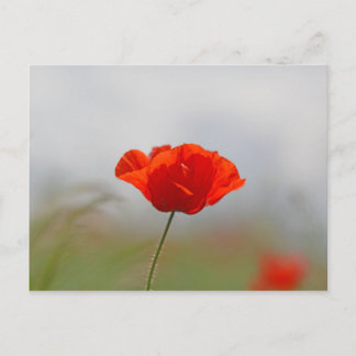 Cartão Postal Flores da papoila comum em um campo