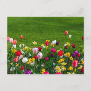 Cartão Postal Flores da primavera
