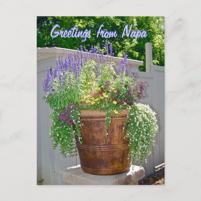 Cartão Postal Flores da primavera saudações de Napa (Frente)