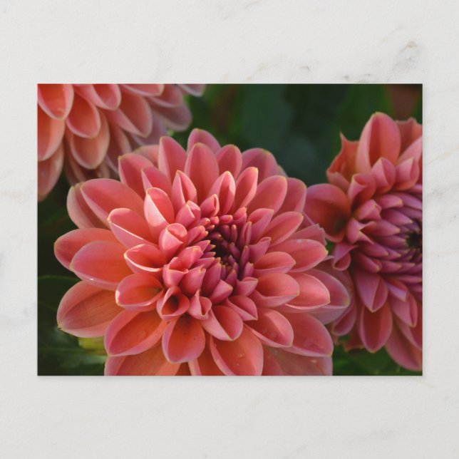 Cartão Postal Flores Dahlia (Frente)