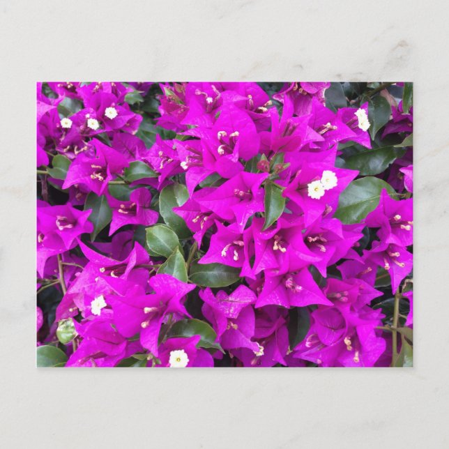 Cartão Postal Flores das Bougainvilleas Roxas Vibrantes (Frente)