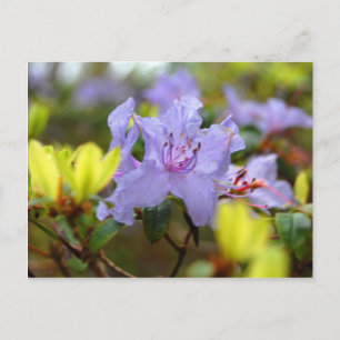 Cartão Postal Flores das Terras Altas Escocesas