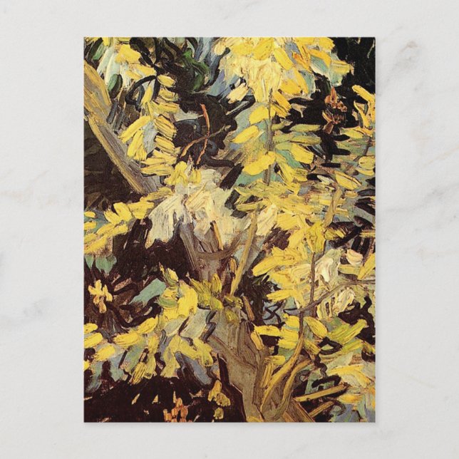 Cartão Postal Flores de Acacia Flagres Vincent van Gogh. (Frente)