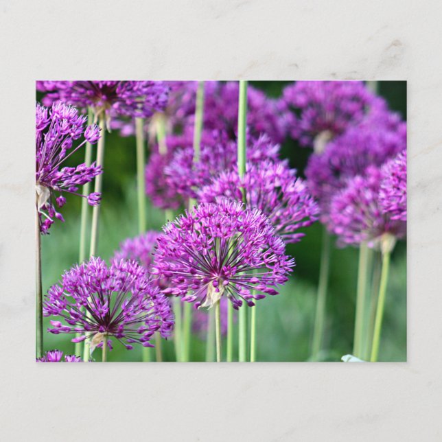 Cartão Postal Flores de Allium (Frente)