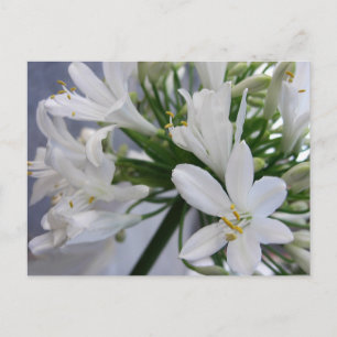 Cartão Postal Flores de Allium Brancas 1