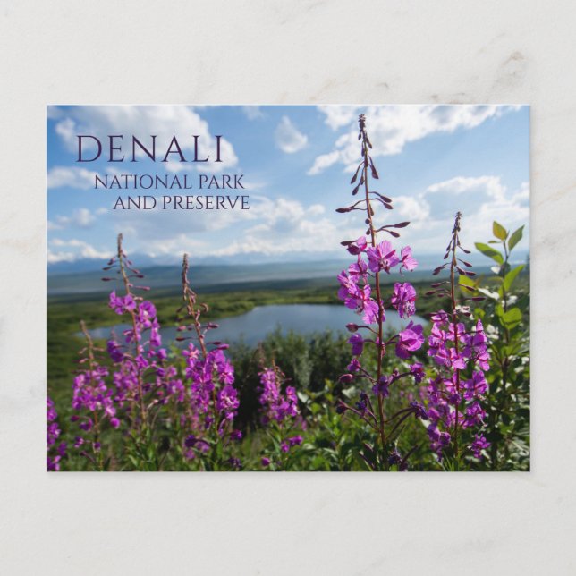 Cartão Postal Flores de Almôndegas, Lago Maravilha Denali NP, Al (Frente)