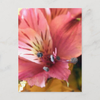 Cartão Postal Flores de Alstroemeria Rosa Flores Flores Foto