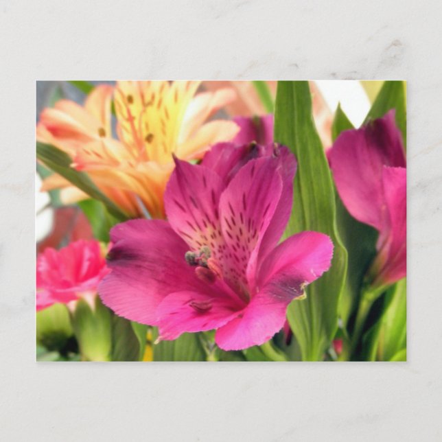Cartão Postal Flores de Alstroemeria Roxo Flores Foto (Frente)