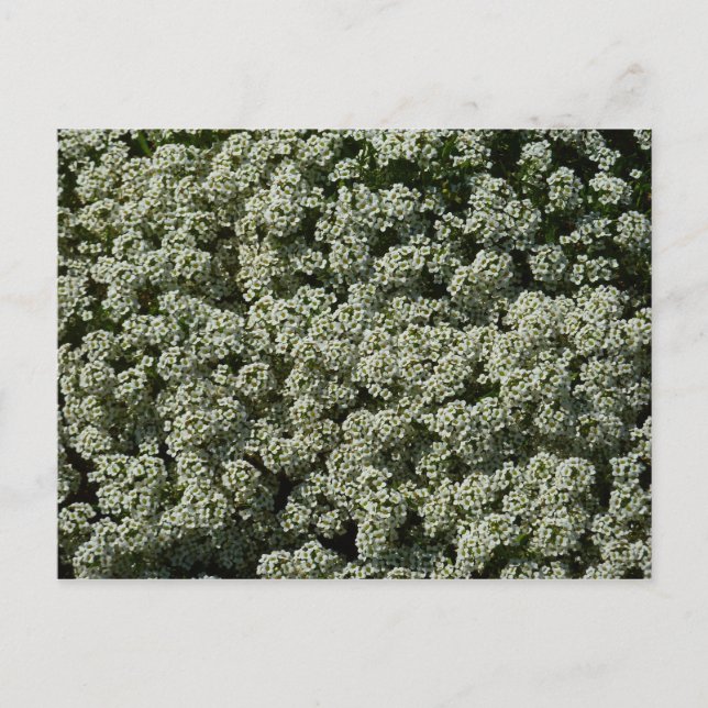 Cartão Postal Flores de Alyssum Doce Floral Branco (Frente)