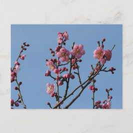 Cartão Postal Flores de Ameixa: Japão