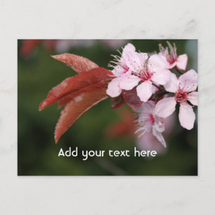 Cartão Postal flores de ameixa rosa da primavera