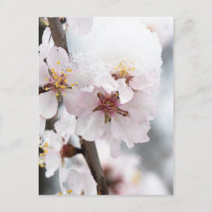 Cartão Postal Flores de amêndoa cobertas de neve