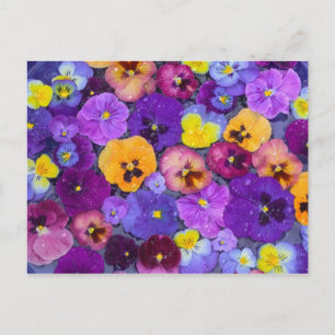 Cartão Postal Flores de amor-perfeito flutuando em banho de páss