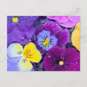 Cartão Postal Flores de amor-perfeito flutuando em banho de páss