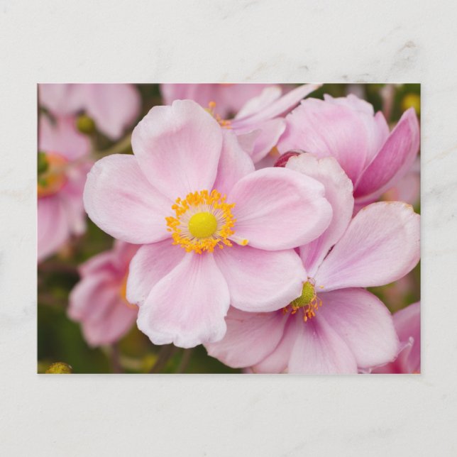 Cartão Postal Flores de anêmona japonesa (Frente)