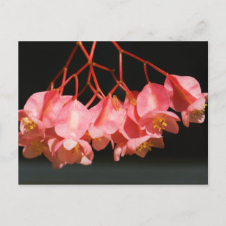 Cartão Postal Flores de Anjo da Begonia Rosa