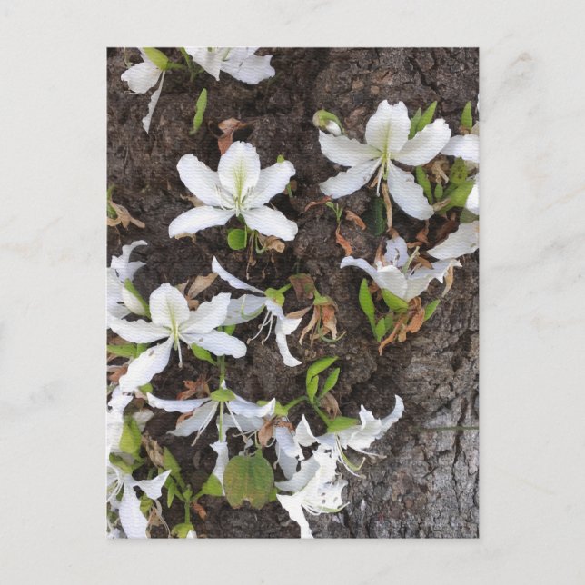 Cartão Postal Flores de árvore (Frente)