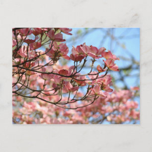 Cartão Postal Flores de Árvore de Dogwood Rosa, Árvore de Flor d