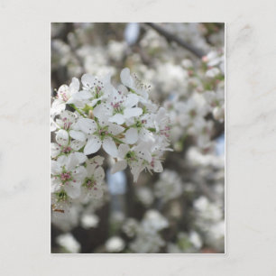 Cartão Postal Flores de Árvore de Pera