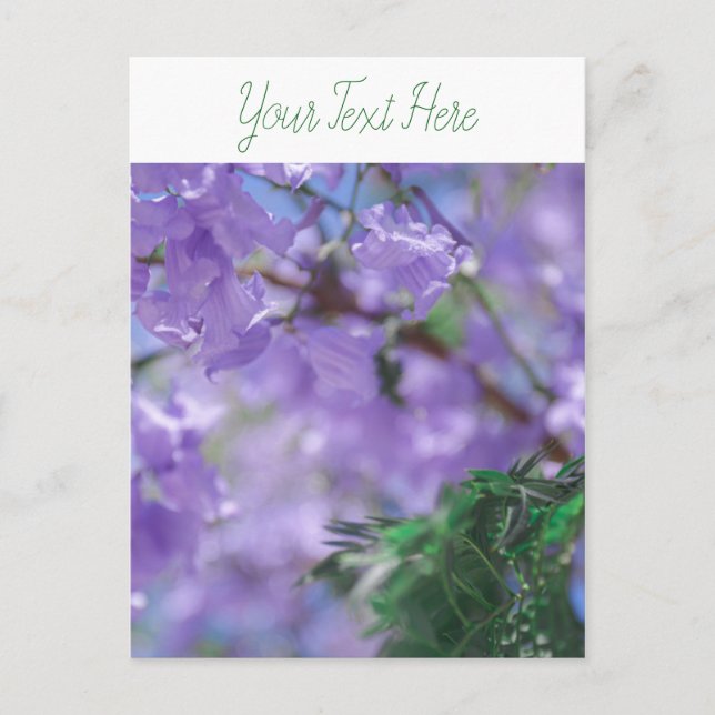 Cartão Postal Flores de Árvore Purple Jacaranda (Frente)