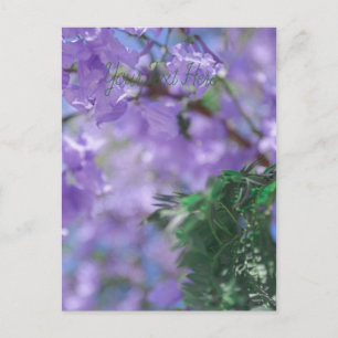 Cartão Postal Flores de Árvore Purple Jacaranda