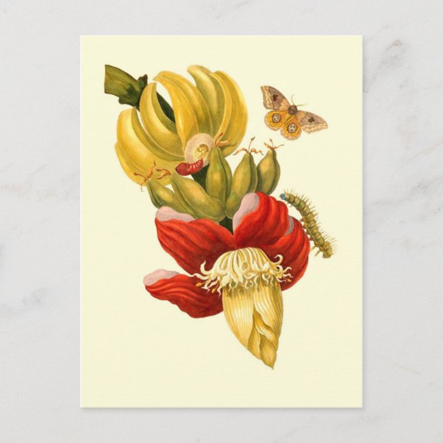 Cartão Postal Flores de árvores de banana Impressão de botânica (Frente)