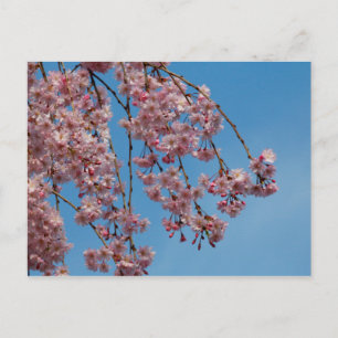 Cartão Postal Flores de árvores de cereja