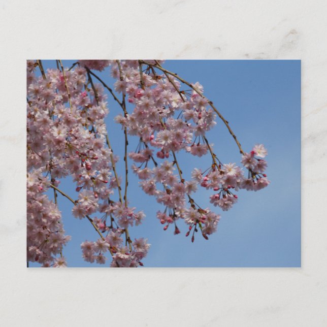 Cartão Postal Flores de árvores de cereja (Frente)