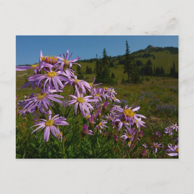 Cartão Postal Flores de Aster Roxo no Monte Rainier (Frente)