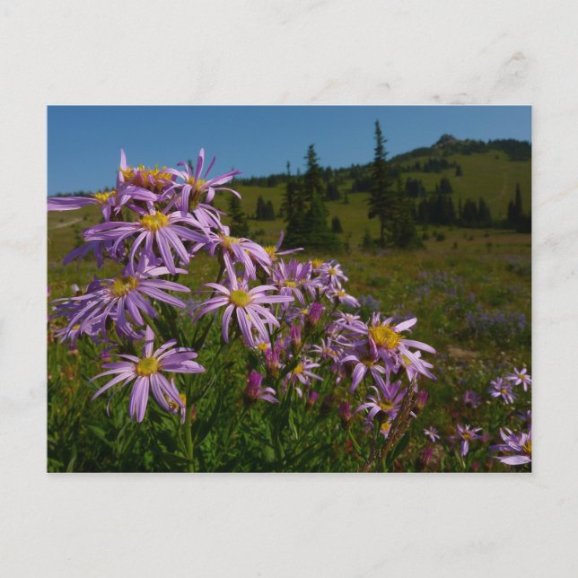 Cartão Postal Flores de Aster Roxo no Monte Rainier (Frente)