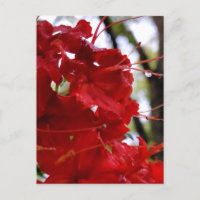 Flores de Azalea Vermelha