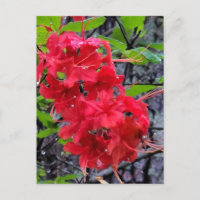 Flores de Azalea Vermelha