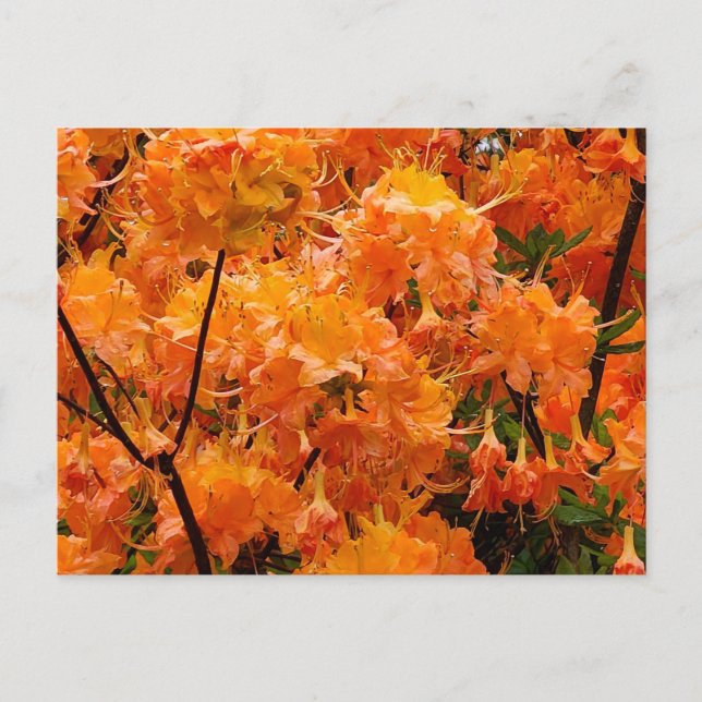 Cartão Postal Flores de Azaléia Flame (Frente)
