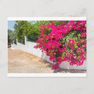 Cartão Postal Flores de bougainville vermelhas florescendo na pa