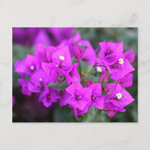 Cartão Postal Flores de bougainvillea púrpura