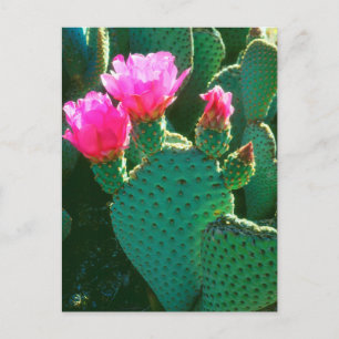 Cartão Postal Flores de Cactus Beavertail