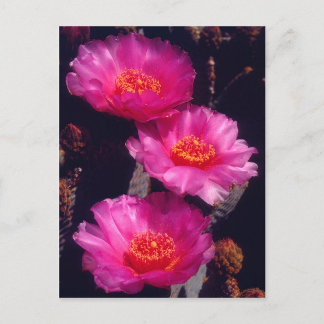 Cartão Postal Flores de Cactus Beavertail 2 (Frente)