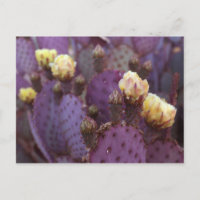Flores de Cactus Roxos Blooms Amarelos