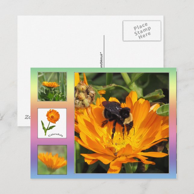 Cartão postal – Flores de Calêndula Laranja (Frente/Verso)