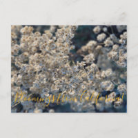 Flores de Califórnia: Californiana Eterna