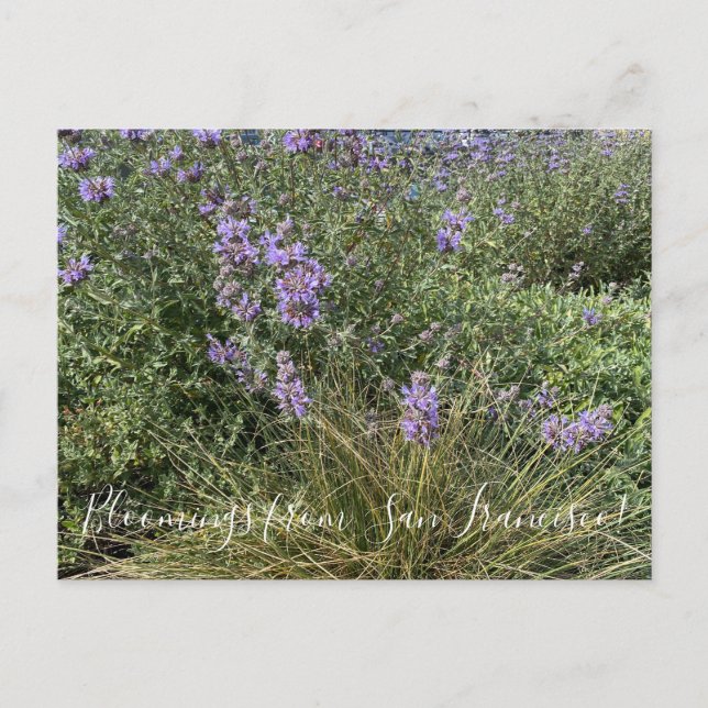 Cartão Postal Flores de Califórnia: Cleveland Sage (Frente)