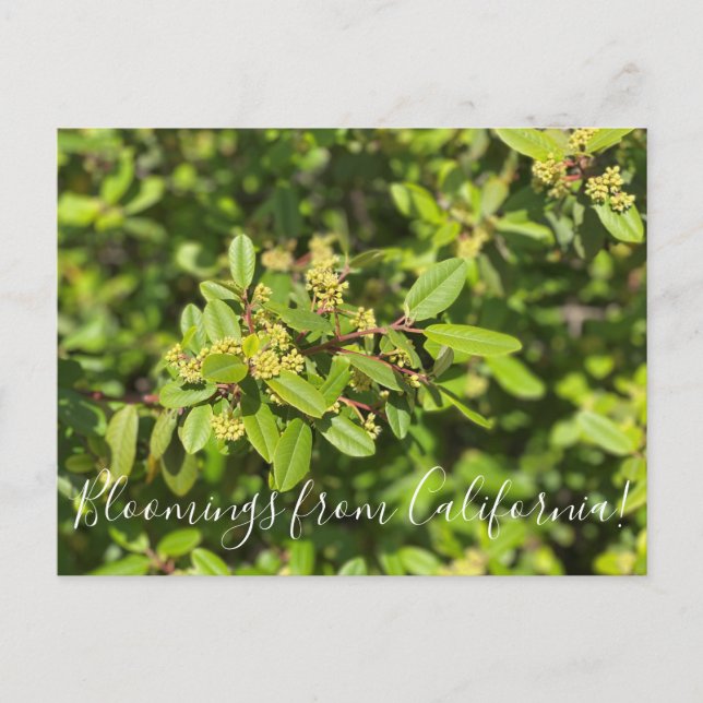 Cartão Postal Flores de Califórnia: Coffeeberry (Frente)