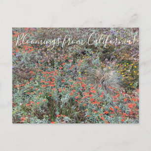 Cartão Postal Flores de California: Cores Primárias